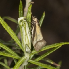 Philobota undescribed species near arabella at Chakola, NSW - 15 Oct 2023