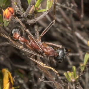 Myrmecia nigriceps at Chakola, NSW - 15 Oct 2023