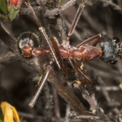 Myrmecia nigriceps at Chakola, NSW - 15 Oct 2023