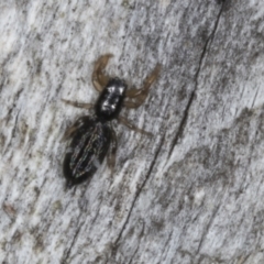 Holoplatys planissima (Common ultraflat jumping spider, Grooved jumping spider) at Chakola, NSW - 14 Oct 2023 by AlisonMilton