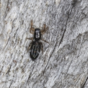 Holoplatys planissima at Chakola, NSW - 15 Oct 2023 09:24 AM