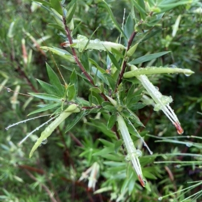 Styphelia viridis subsp. viridis (Green Five Corners) at Wallum - 18 May 2022 by CathGC