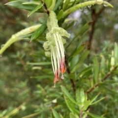 Styphelia viridis subsp. viridis at Brunswick Heads, NSW - 19 May 2022