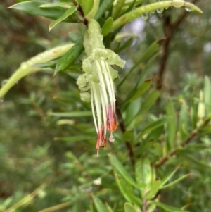 Styphelia viridis subsp. viridis at Brunswick Heads, NSW - 19 May 2022