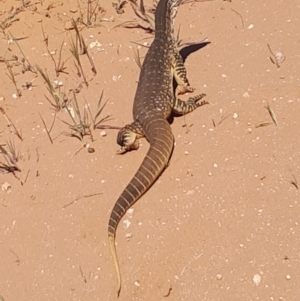 Varanus gouldii at Cunninyeuk, NSW - 1 Oct 2023 02:27 PM