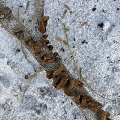 Unidentified Fungus at Brunswick Heads, NSW - 31 Jul 2022 by CathGC