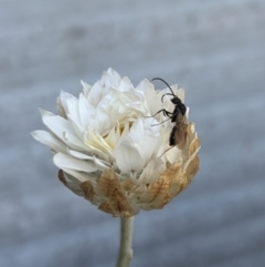 Ichneumonoidea (Superfamily) (A species of parasitic wasp) at Hackett, ACT - 18 Oct 2023 by WalterEgo