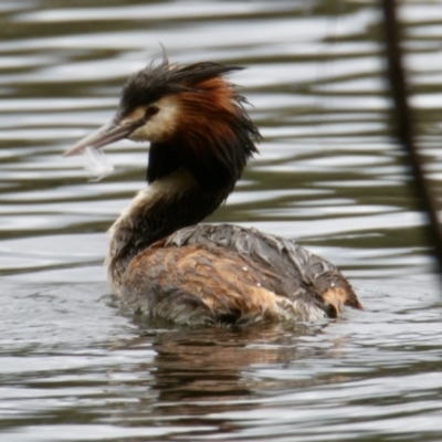 Podiceps cristatus (Great Crested Grebe) at Albury - 15 Oct 2023 by PaulF