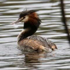 Podiceps cristatus (Great Crested Grebe) at Wonga Wetlands - 15 Oct 2023 by PaulF