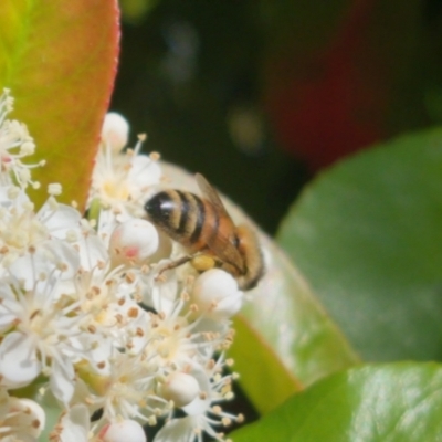Apis mellifera (European honey bee) at QPRC LGA - 18 Oct 2023 by clarehoneydove