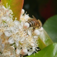 Apis mellifera at Bungendore, NSW - suppressed