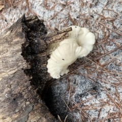 Unidentified Fungus at Wallum - 10 Oct 2022 by CathGC