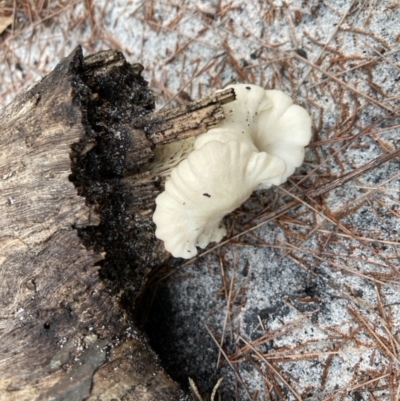 Unidentified Fungus at Wallum - 10 Oct 2022 by CathGC