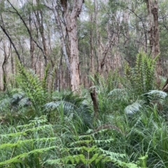 Todea barbara (King Fern) at Wallum - 10 Oct 2022 by CathGC