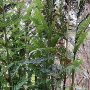 Todea barbara at Brunswick Heads, NSW - suppressed