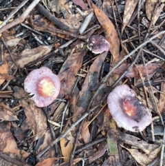 Russula sp. (Russula) at Brunswick Heads, NSW - 22 Oct 2022 by CathGC