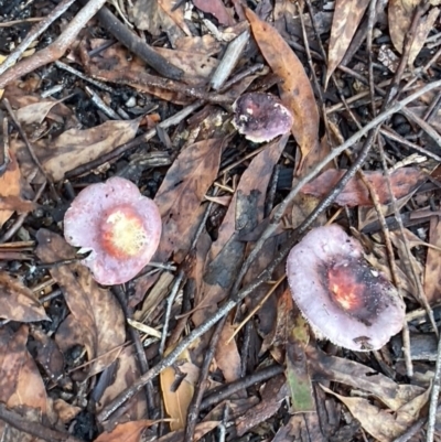 Unidentified Fungus at Wallum - 22 Oct 2022 by CathGC