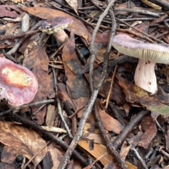 Russula sp. (genus) at Brunswick Heads, NSW - 22 Oct 2022 01:46 PM