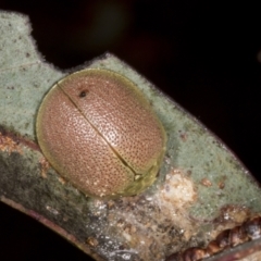 Paropsis porosa (A eucalyptus leaf beetle) at Chakola, NSW - 14 Oct 2023 by AlisonMilton