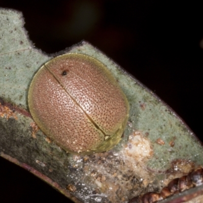 Paropsis porosa (A eucalyptus leaf beetle) at Chakola, NSW - 15 Oct 2023 by AlisonMilton