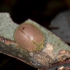 Paropsis porosa at Chakola, NSW - 15 Oct 2023