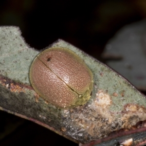 Paropsis porosa at Chakola, NSW - 15 Oct 2023