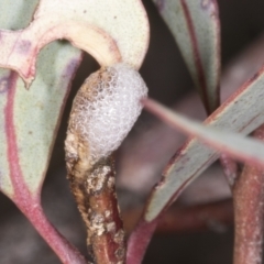 Chaetophyes compacta (Tube spittlebug) at Chakola, NSW - 15 Oct 2023 by AlisonMilton