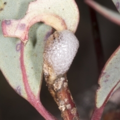 Chaetophyes compacta at Chakola, NSW - 15 Oct 2023