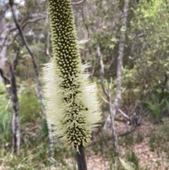 Xanthorrhoea macronema (Bottle Brush Grasstree, Forest Grasstree) at Wallum - 14 Nov 2022 by CathGC