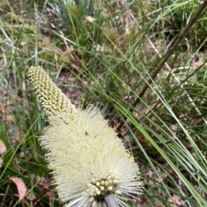 Xanthorrhoea macronema at Brunswick Heads, NSW - 14 Nov 2022