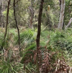 Xanthorrhoea macronema at Brunswick Heads, NSW - 14 Nov 2022