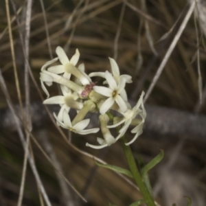 Stackhousia monogyna at Chakola, NSW - 15 Oct 2023 09:35 AM