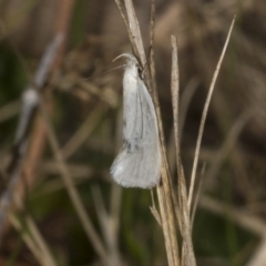 Zacorus carus (White Wingia) at Chakola, NSW - 15 Oct 2023 by AlisonMilton