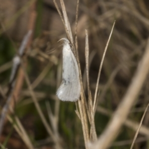 Zacorus carus at Chakola, NSW - 15 Oct 2023