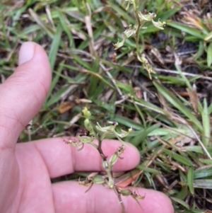 Arthrochilus prolixus at Brunswick Heads, NSW - 25 Dec 2022