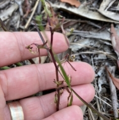 Arthrochilus prolixus at Brunswick Heads, NSW - 25 Dec 2022