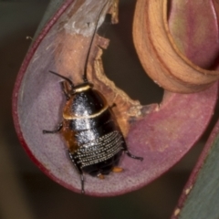 Ellipsidion australe (Austral Ellipsidion cockroach) at Chakola, NSW - 15 Oct 2023 by AlisonMilton