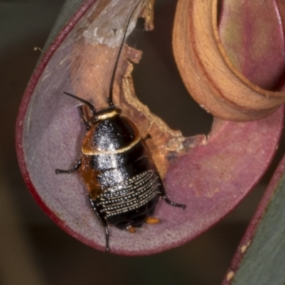 Ellipsidion australe (Austral Ellipsidion cockroach) at Chakola, NSW - 15 Oct 2023 by AlisonMilton