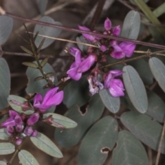 Indigofera australis subsp. australis (Australian Indigo) at Chakola, NSW - 15 Oct 2023 by AlisonMilton