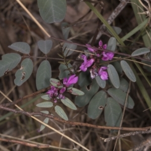 Indigofera australis subsp. australis at Chakola, NSW - 15 Oct 2023
