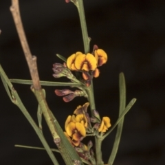 Daviesia leptophylla (Slender Bitter Pea) at Chakola, NSW - 14 Oct 2023 by AlisonMilton