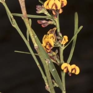 Daviesia leptophylla at Chakola, NSW - 15 Oct 2023 09:33 AM