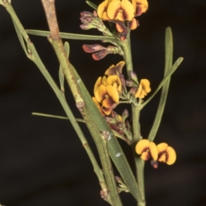 Daviesia leptophylla at Chakola, NSW - 15 Oct 2023