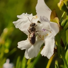Lasioglossum (Chilalictus) lanarium (Halictid bee) at Jerrabomberra, ACT - 18 Oct 2023 by Mike