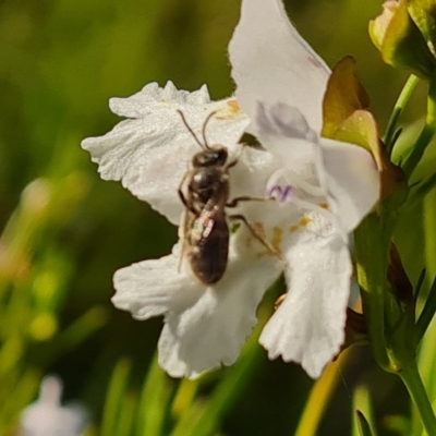 Lasioglossum (Chilalictus) lanarium (Halictid bee) at Isaacs Ridge and Nearby - 18 Oct 2023 by Mike