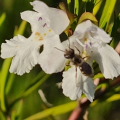 Lasioglossum (Chilalictus) lanarium at Jerrabomberra, ACT - 18 Oct 2023