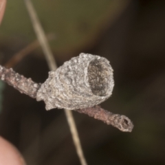 Doratifera oxleyi (Painted Cup Moth) at Chakola, NSW - 15 Oct 2023 by AlisonMilton