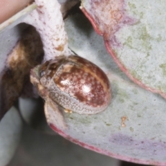 Paropsisterna m-fuscum (Eucalyptus Leaf Beetle) at Chakola, NSW - 15 Oct 2023 by AlisonMilton
