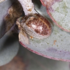 Paropsisterna m-fuscum at Chakola, NSW - 15 Oct 2023