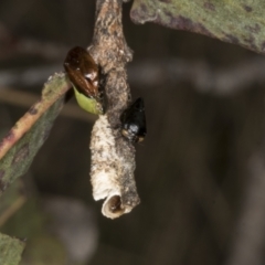 Chaetophyes compacta (Tube spittlebug) at Chakola, NSW - 15 Oct 2023 by AlisonMilton